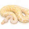 Baby Albino Ball Python For Sale