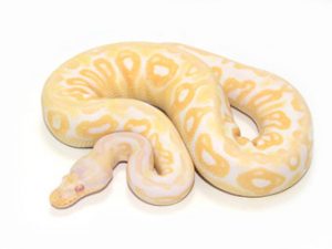 Baby Albino Ball Python For Sale