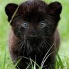 Black Panther Cubs For Sale