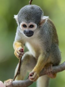 Buy Squirrel Monkey