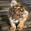 Tiger cubs for sale