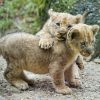 Lion cubs for sale