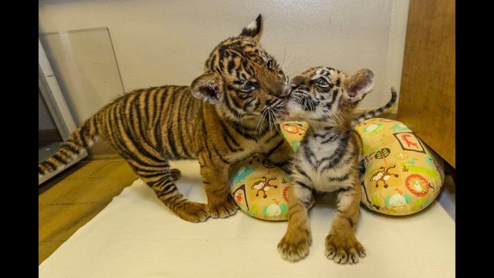 Bengal Tiger Cubs For Sale