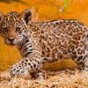 Jaguar Cubs for sale