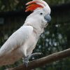 Moluccan cockatoo For Sale