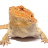 Buy Bearded Dragons