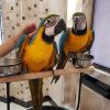 Blue and gold Macaw for sale