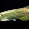 Australia Arowana