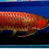 Buy Blood Red Arowana