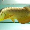 Buy Crossback Golden Arowana