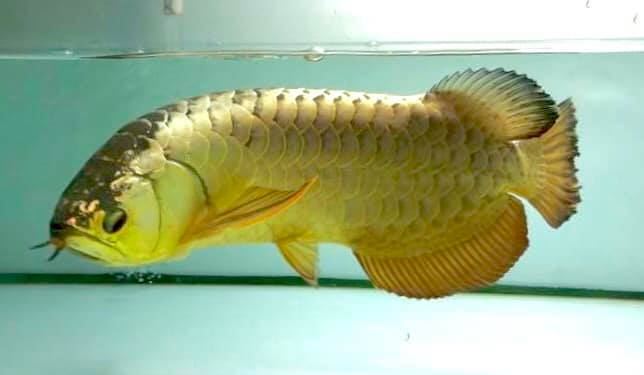 Buy Crossback Golden Arowana