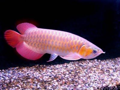 Buy Red Tail Golden Arowana