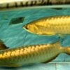 Buy 24K Golden Arowana