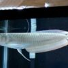 Silver Arowana