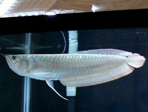 Silver Arowana